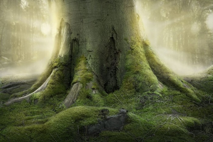 attingerpartner treuhand